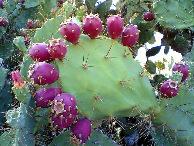 cactus the oil spill cleaner